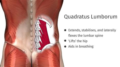 The quadratus lumborum muscle is known for sharp pain in the lower back and aching hip pain. Pin on Yoga