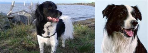 Stabyhoun Vs Border Collie Breed Comparison Mydogbreeds