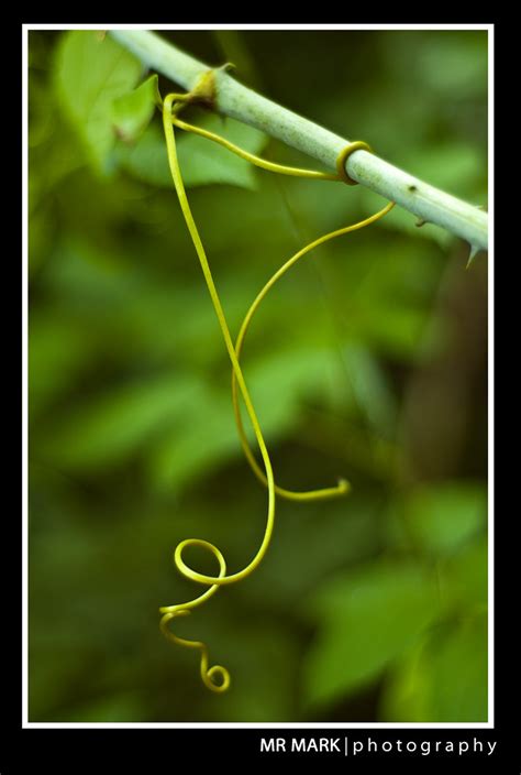 Vine Tendril Vine Tendril Read About My Set Photos That D Flickr