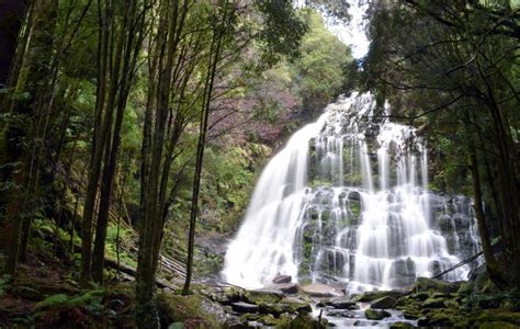 Best Time To See Nelson Falls At Best In Tasmania 2021 Roveme