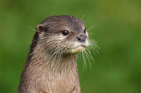 150 Super Cute Otter Names Youll Love Kidadl