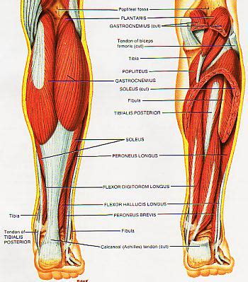 (4) along with muscles 10 helps in the movement of body parts. Shin Splints