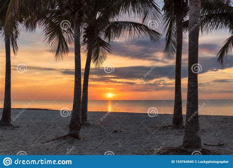 Sunrise View At Palm Trees By The Ocean Beach Stock Photo Image Of