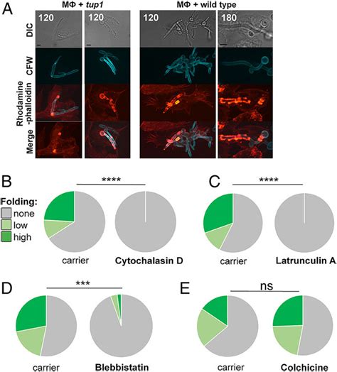 Role Of Cytoskeleton In Hyphal Folding A Bmdms Mv Were Mixed With