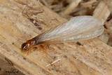 Photos of Termite Swarmer Images
