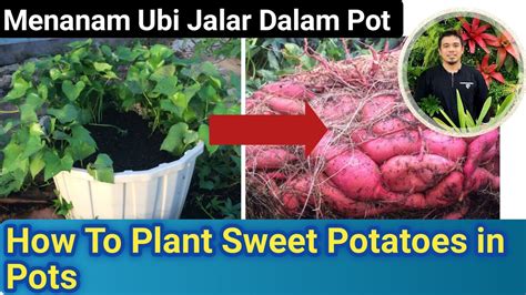 Cara Menanam Ubi Jalar Dalam Pot How To Grow Sweet Potato At Home How
