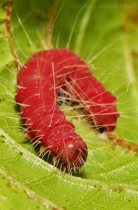 Crimson Moth Caterpillar Animal And Insect Photos Sinobug