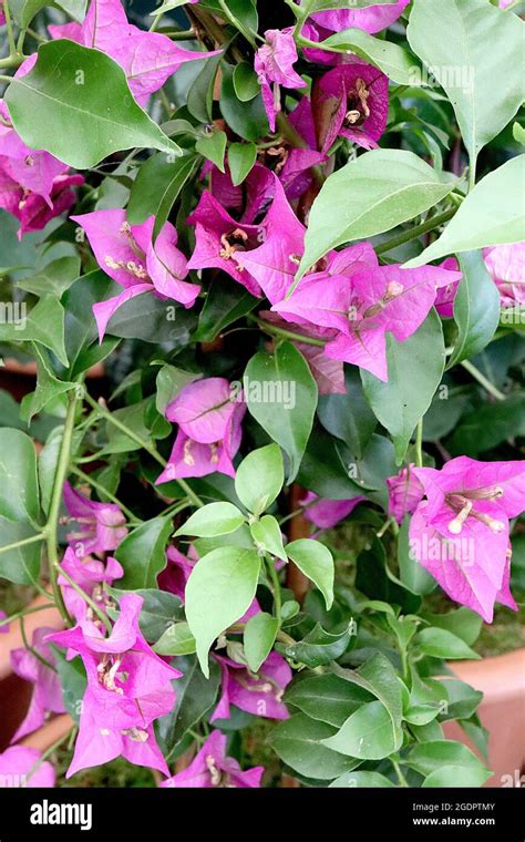 Bougainvillea ‘sabine Tiny Tubular Flowers Surrounded By Deep Pink