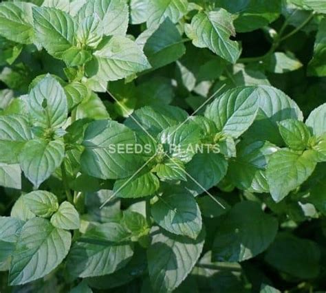 Basil Mint Plant Seeds And Plants