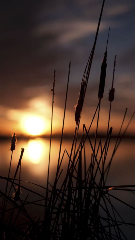 Wallpaper Grass Reeds Lake Sunset 5120x2880 Uhd 5k Picture Image