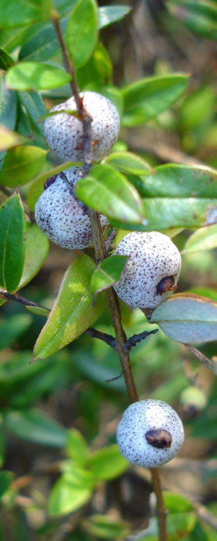 Austromyrtus Dulcis Myrtaceae Midgen Midjim Midyim Berry