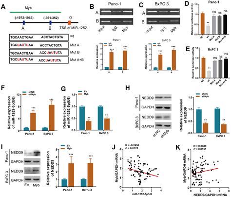 Microrna 1252 5p Regulated By Myb Inhibits Invasion And Epithelial