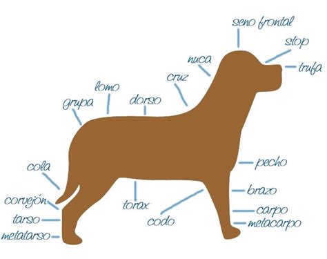 Atlas El Cachorrito Labrador Anatomía De Un Perrito