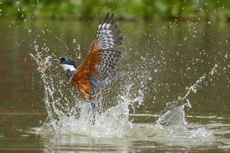 Kingfisher Diving For Fish Jim Zuckerman Photography And Photo Tours