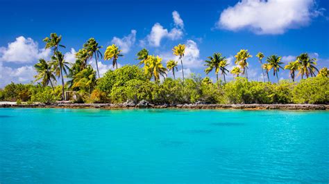 Exotic Ocean Beach With Palm Trees Uhd 4k Wallpaper Pixelz