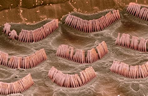 Inner Ear Hair Cells Sem Photograph By Steve Gschmeissner
