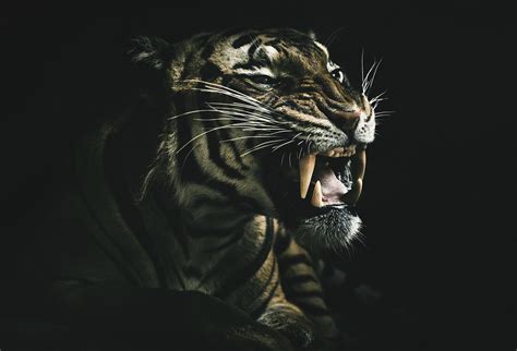 Top 193 Black Tiger Wallpaper 4k