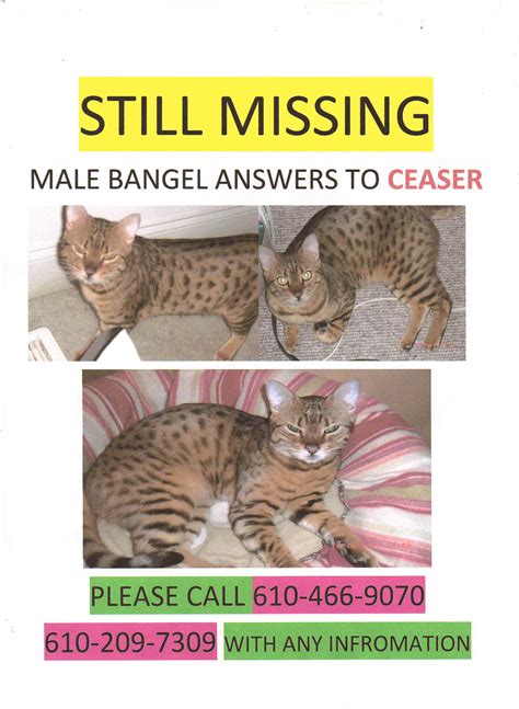 Missing Male Bengal Cat
