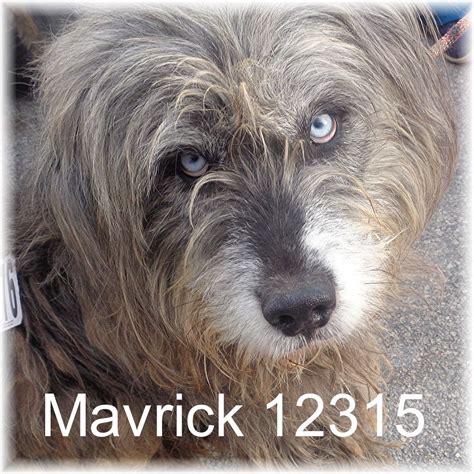 Adopt Maverick On Petfinder Old English Sheepdog English Sheepdog