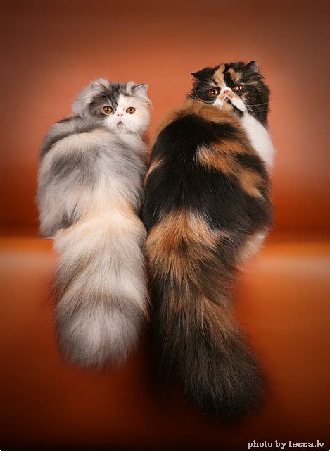 Purebred Cats Blog — Fluffy Tails © Photo By Tessa