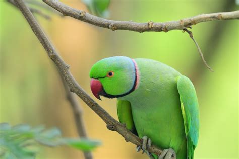 30k Green Parrot Pictures Download Free Images On Unsplash