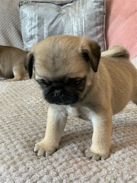 Pug puppy for sale in peabody, ma, usa. Pug Puppies For Sale | Colorado Springs, CO #329077