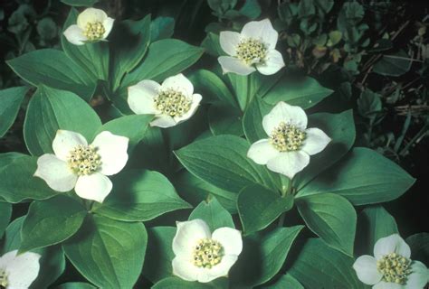 Chamaepericlymenum canadense (bunchberry, Canada dwarf-dogwood): Go Botany