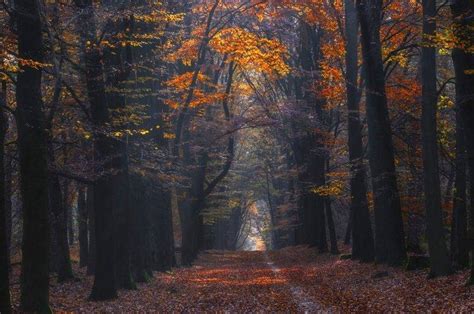Landscape Nature Photography Path Forest Fall Leaves Sunlight