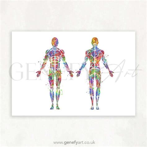 Muscular System Watercolour Print Muscles Anatomy Art Etsy