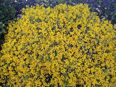13 Hermosos Arbustos Con Flores Amarillas Que Atraen La Felicidad