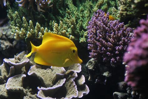 Fotos Gratis Mar Agua Oceano Animal Submarino Tropical Pescar