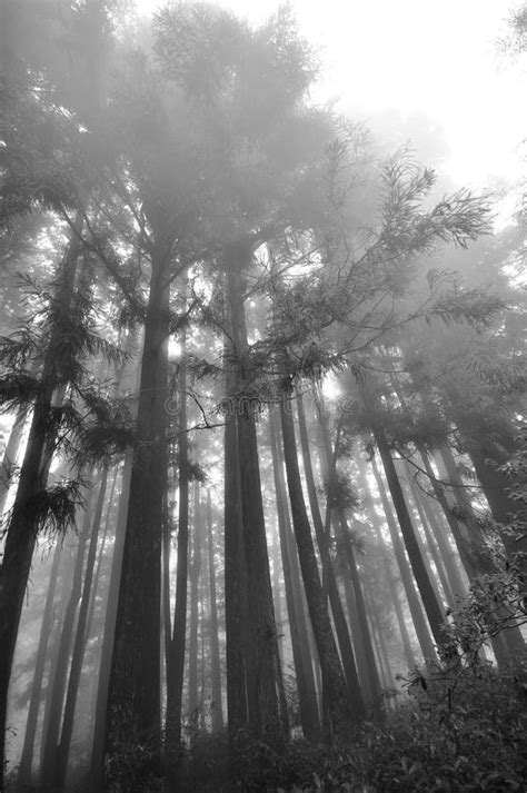 Foggy Forest Stock Image Image Of Nature Mist Trunk 24071983