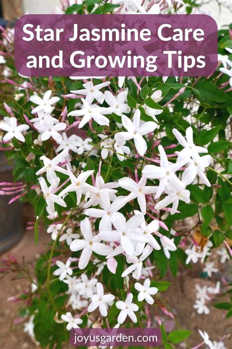 Star Jasmine Care And Growing Tips Complete Guide Star Jasmine