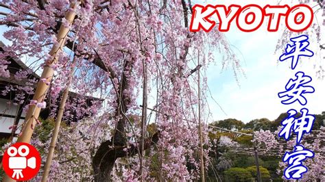 Cherry Blossoms Kyoto 2019