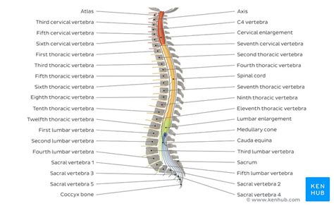Labelled Diagram Of Backbone Labelled Diagram Of Spinal Vertebral