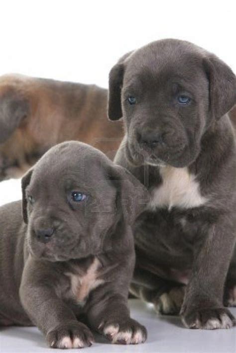 Beautiful Young Puppy Italian Mastiff Cane Corso I Should Never Be