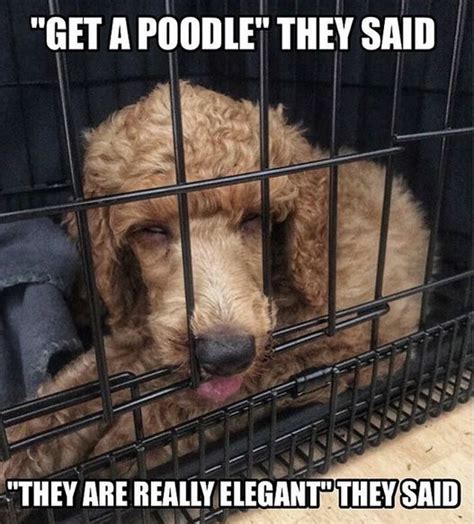 Funny Poodle Memes That Will Make You Smile Petpress Porn Sex Picture