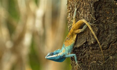 380 New Species Discovered In The Greater Mekong In 2021 And 2022