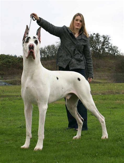 Exceptional Great Dane Dogs Info Is Readily Available On Our Internet