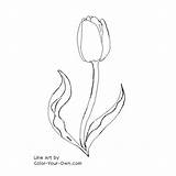 Tulip Coloring Spring Flower Color Printable Flowers Line Pages sketch template