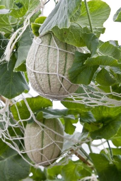 Used alot in asian cuisine, coriander is a very useful herb to have in the herb garden. How to Grow Melon and Cantaloupe, Growing Your Own Melons ...