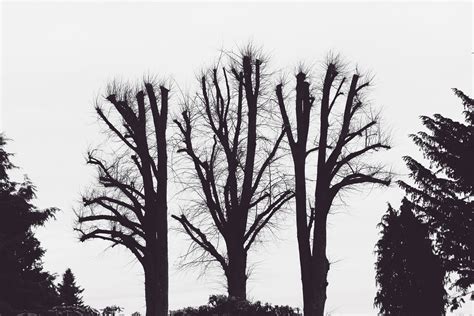 Three Leafless Trees Trees Branches Aesthetic Hd Wallpaper