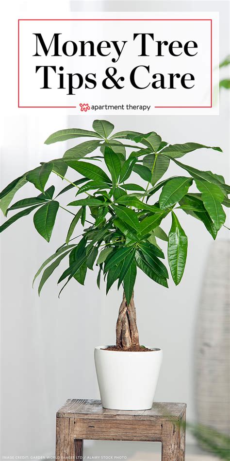 All About Money Tree Plant Care From Soil To Watering Money Tree