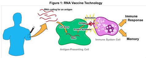 Mrna vaccines have many potential advantages over conventional vaccines in mitigating the learn more about mrna vaccines and how cas is committed to supporting the fight against. RNA vaccines: a novel technology to prevent and treat ...