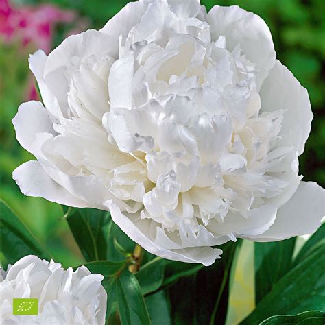 more information about peony rose paeonia duchesse de nemours organic white at