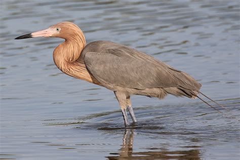 Details Reddish Egret Birdguides