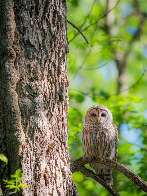Barred Owl In Tree Photograph By Chris Hurst Fine Art America