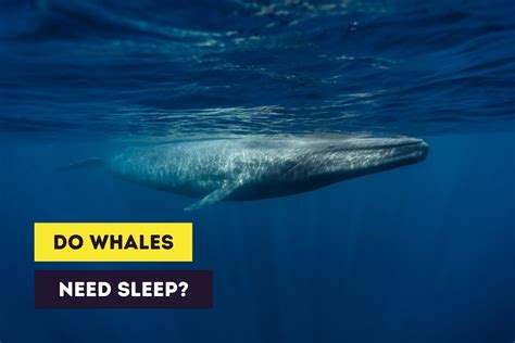 Do Whales Sleep Adaptations Of Marine Mammals