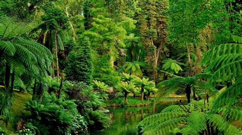 Beautiful Greenery Forest With River Hd Nature Wallpapers Hd
