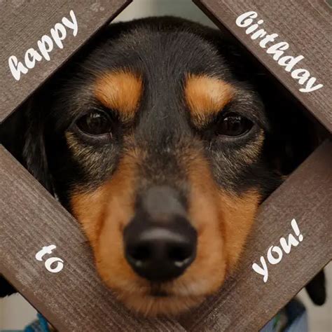 2 Words From Cute Animals Happy Bday Cute Birthday Wishes